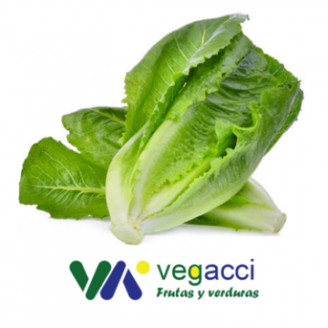Lechuga Romana (pack 2 uds.)