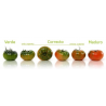 TOMATE RAF
